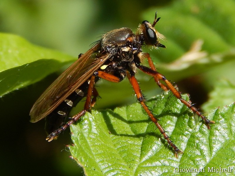 Asilidae da id: Dasypogon diadema